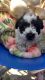 Bichonpoo Puppies for sale in Carlsbad, CA, USA. price: NA