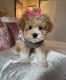 Bichonpoo Puppies for sale in 5470 Riverdale Rd, Atlanta, GA 30349, USA. price: $3,700