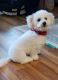Bichonpoo Puppies for sale in 2600 Normandy St, Albemarle, NC 28001, USA. price: NA