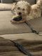Bichonpoo Puppies for sale in Hagerstown, MD, USA. price: NA