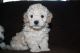 Bichonpoo Puppies for sale in Coshocton, OH 43812, USA. price: NA