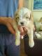 Bichonpoo Puppies for sale in Sebring, FL, USA. price: NA