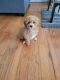 Bichonpoo Puppies for sale in Elizabeth, NJ, USA. price: NA