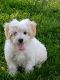 Bichonpoo Puppies for sale in Pine City, MN 55063, USA. price: NA