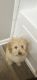 Bichonpoo Puppies for sale in Owings Mills, MD, USA. price: $1,500