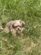 Bichonpoo Puppies for sale in Southfield, MI, USA. price: $350