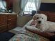 Bichonpoo Puppies for sale in Long Island City, Queens, NY, USA. price: $1,000