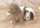 Bichonpoo Puppies for sale in Blue Springs, MO, USA. price: NA