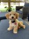 Bichonpoo Puppies for sale in Suffolk, VA, USA. price: $1,500