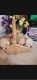 Bichonpoo Puppies for sale in Goodyear, AZ, USA. price: $1,200