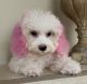Bichonpoo Puppies for sale in Jacksonville, FL, USA. price: NA