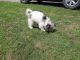 Bichonpoo Puppies for sale in Bruceton Mills, WV 26525, USA. price: $250