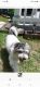 Bichonpoo Puppies for sale in Bruceton Mills, WV 26525, USA. price: NA