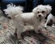 Bichonpoo Puppies for sale in Abilene, TX, USA. price: $50