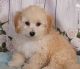 Bichonpoo Puppies for sale in State College, PA, USA. price: $800