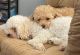 Bichonpoo Puppies for sale in Baltimore, MD, USA. price: NA