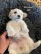 Bichonpoo Puppies for sale in Moore, OK, USA. price: NA
