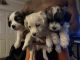 Bichonpoo Puppies for sale in Orlando, FL, USA. price: NA