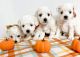 Bichonpoo Puppies for sale in Somerset, KY, USA. price: NA