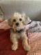 Bichonpoo Puppies for sale in Tumwater, WA, USA. price: $500
