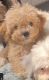 Bichonpoo Puppies for sale in Alexandria, VA, USA. price: $1,200