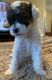 Bichonpoo Puppies for sale in St. Louis, MO, USA. price: $800