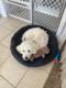 Bichonpoo Puppies for sale in Maumee, OH, USA. price: NA