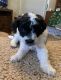 Bichonpoo Puppies for sale in St. Louis, MO, USA. price: $500