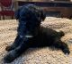 Bichonpoo Puppies for sale in St. Louis, MO, USA. price: $1,000