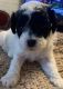 Bichonpoo Puppies for sale in St. Louis, MO, USA. price: $800