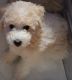 Bichonpoo Puppies for sale in Chicago, IL, USA. price: NA