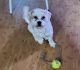 Bichonpoo Puppies for sale in McDonough, GA 30253, USA. price: $600