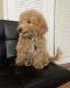 Bichonpoo Puppies for sale in Peachtree Corners, GA, USA. price: $2,800