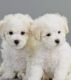 Bichonpoo Puppies for sale in Gilbert, AZ, USA. price: NA