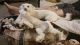 Bichonpoo Puppies for sale in Taylor, MI 48180, USA. price: $1,500