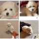 Bichonpoo Puppies for sale in Mansfield, TX, USA. price: $1,500