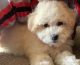 Bichonpoo Puppies for sale in Mansfield, TX, USA. price: $2,500