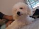 Bichonpoo Puppies for sale in Conroe, TX, USA. price: $900