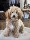 Bichonpoo Puppies for sale in Derby, CT, USA. price: $1,200