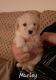 Bichonpoo Puppies for sale in Adrian, MI 49221, USA. price: $700