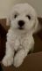 Bichonpoo Puppies for sale in Little River, SC 29566, USA. price: NA