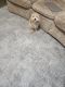 Bichonpoo Puppies for sale in Sandy Springs, GA, USA. price: NA