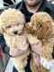 Bichonpoo Puppies for sale in Tampa, FL, USA. price: NA