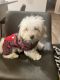 Bichonpoo Puppies for sale in Wilson, NC, USA. price: $550