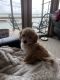 Bichonpoo Puppies for sale in Gilbert, AZ, USA. price: NA