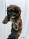 Bichonpoo Puppies for sale in Winnipeg, MB, Canada. price: $600