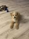 Bichonpoo Puppies for sale in Coconut Creek, FL, USA. price: $2,100