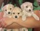 Bichonpoo Puppies for sale in Cullman, AL, USA. price: NA