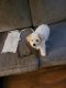 Bichonpoo Puppies for sale in 512 35th Ave N, Myrtle Beach, SC 29577, USA. price: $1,200