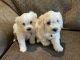 Bichonpoo Puppies for sale in Moore, OK, USA. price: $800